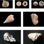 Crinoid-russia-crinoid-collection