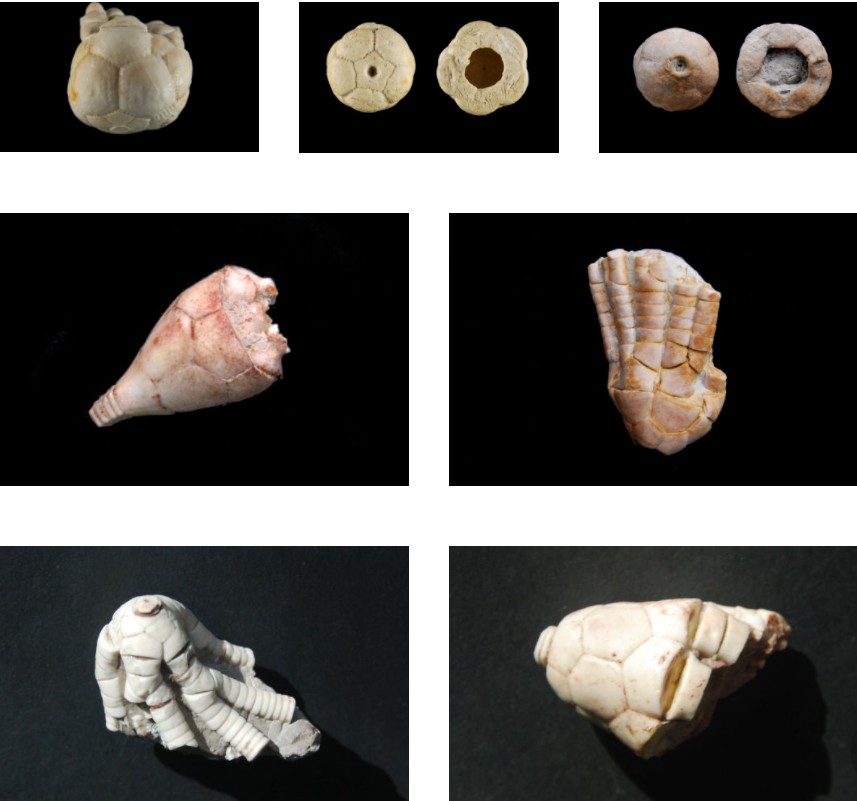 Crinoid-russland-crinoid-sammlung