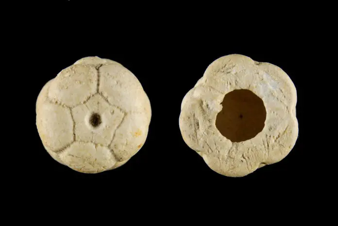 Russland Crinoiden Sammlung – Bild 7