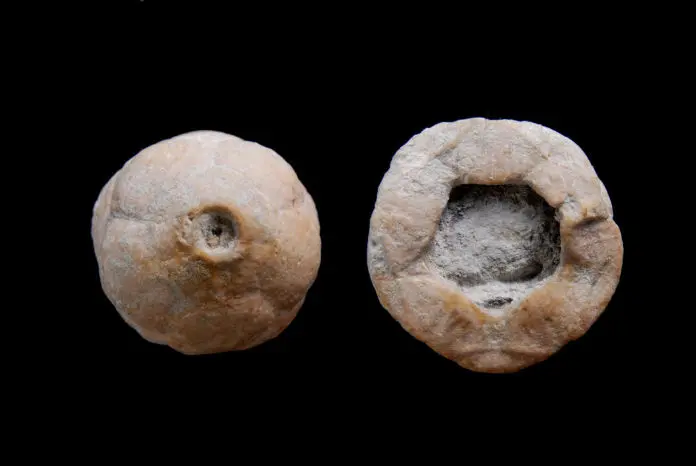 Russland Crinoiden Sammlung – Bild 6