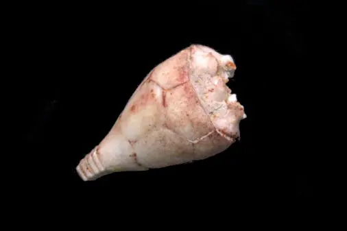 Russland Crinoiden Sammlung – Bild 5