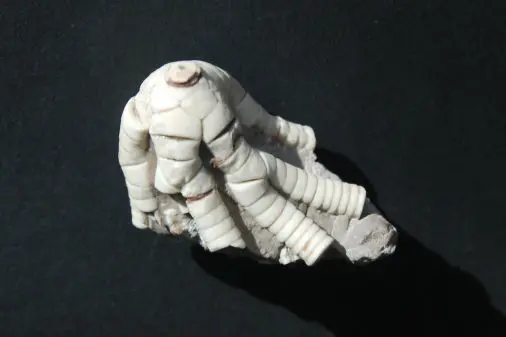 Russland Crinoiden Sammlung – Bild 3