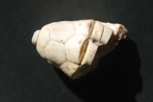 Russland Crinoiden Sammlung – Bild 2