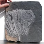 Crinoid_18a_traumatocrinus-hsuixi-xl-guanfing-fm.-china