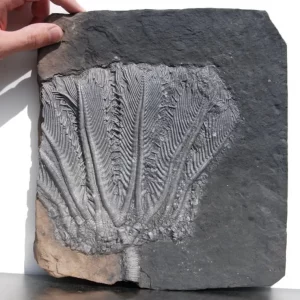 Crinoid_18a_traumatocrinus-hsuixi-xl-guanfing-fm.-china