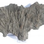 Dorset Crinoid colony Pentacrinites fossilis