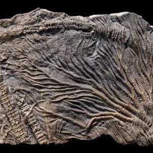 Crinoid Pentacrinites fossilis