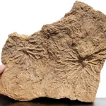 Pentacrinus dargniesi