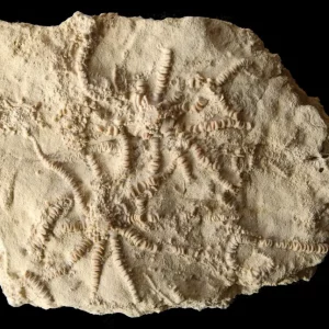 Solanocrinites beltremieuxi