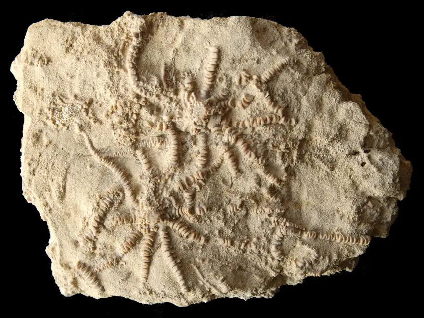 Solanocrinites beltremieuxi