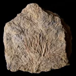 Pentacrinus dargniesi