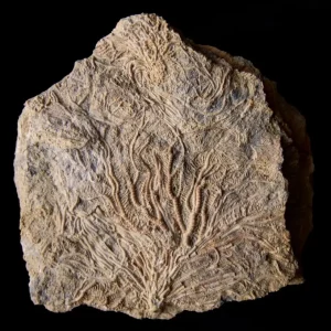 Pentacrinus dargniesi