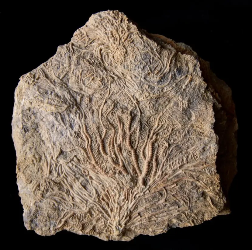 Pentacrinus dargniesi