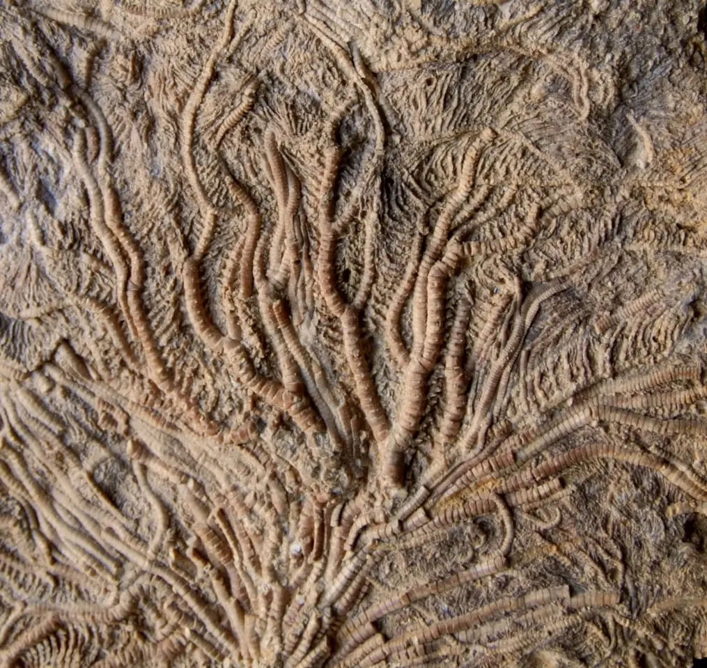 Pentacrinus dargniesi Zoom