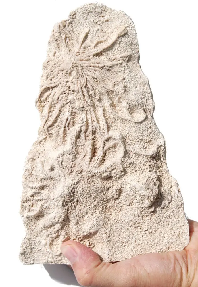Palaeocomaster sp.