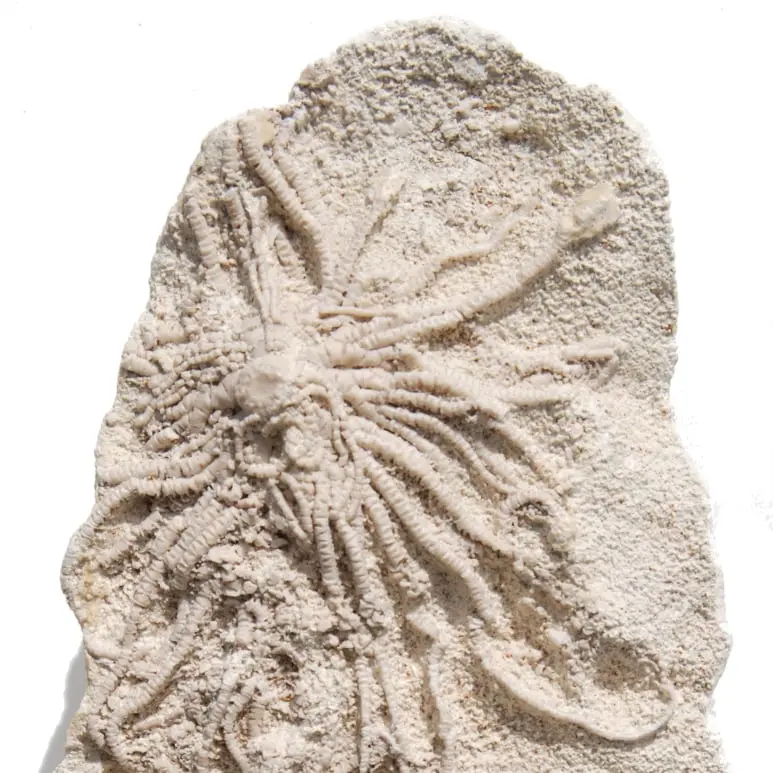 Palaeocomaster sp. Zoom