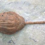 Fossilien-Shop-Kategorie-Crinoiden