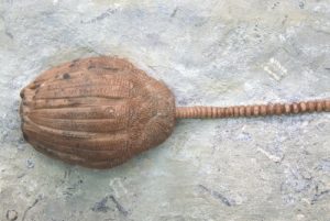 Fossilien-Shop-Kategorie-Crinoiden