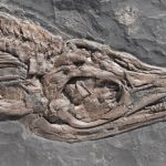 Fossilien-Shop-Kategorie-Holzmaden