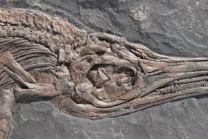 Fossilien-Shop-Kategorie-Holzmaden