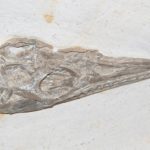 Fossilien-Shop-Kategorie-Solnhofen