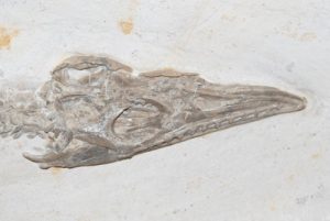 Fossilien-Shop-Kategorie-Solnhofen