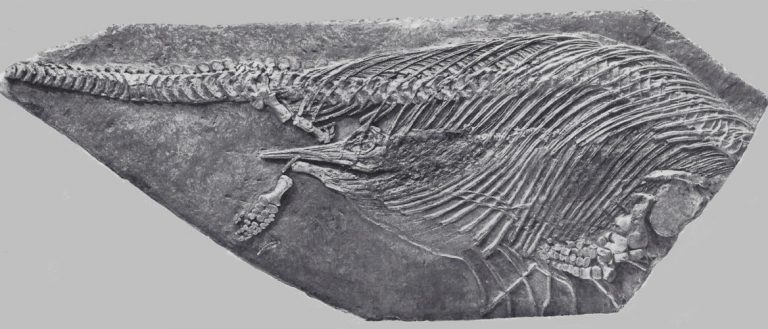 fossilienhaendler-Holzmaden-Ichthyosaurus-1749