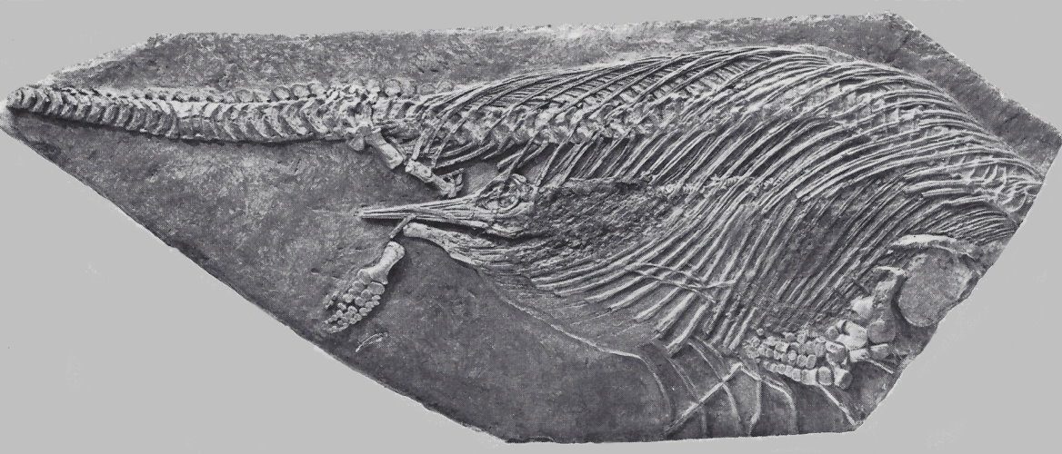 fossilienhaendler-wood maggot-Ichthyosaurus-1749