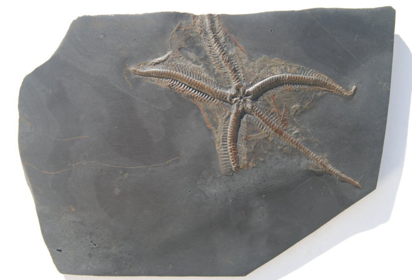 Bundenbach Fossil Loriolaster mirablilis