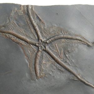 Fossil brittle star Loriolaster from Bundenbach in detail
