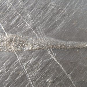 Bundenbach Orthoceras