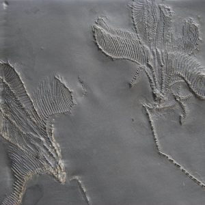 Bundenbach Imitatocrinus Eospondylus