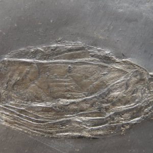 Bundenbach Orbiculoidea