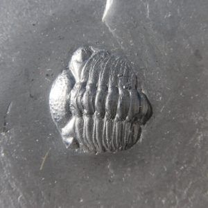 Bundenbach Chotecops