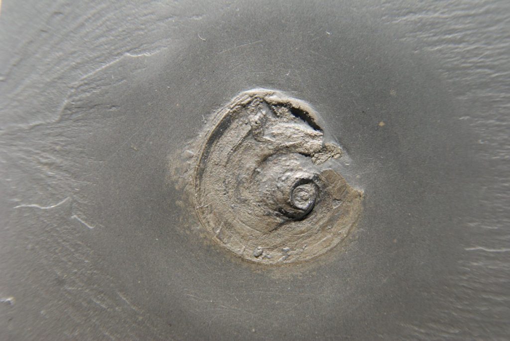 Bundenbach Eomphalus