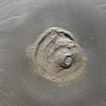 Bundenbach Eomphalus