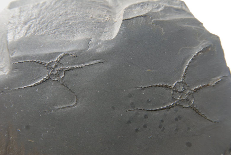 Bundenbach Ophiurina