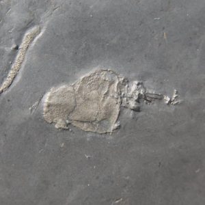 Bundenbach Anatifopsis