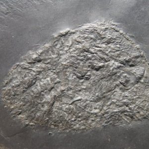 Bundenbach Plectodiscus