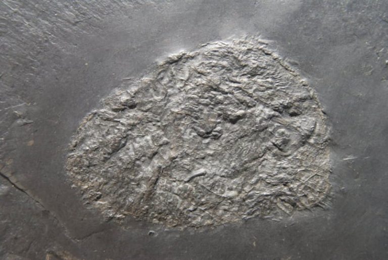 Bundenbach Plectodiscus