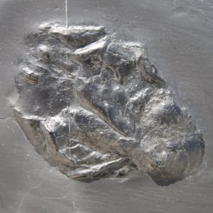 Bundenbach Conularia