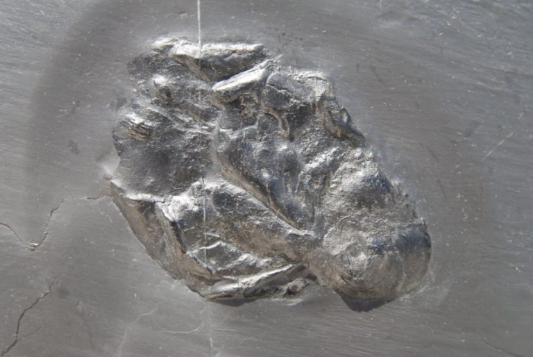 Bundenbach Conularia