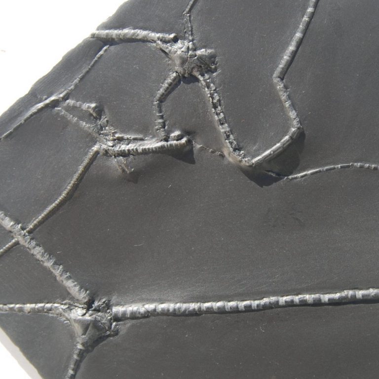 Bundenbach Triacrinus