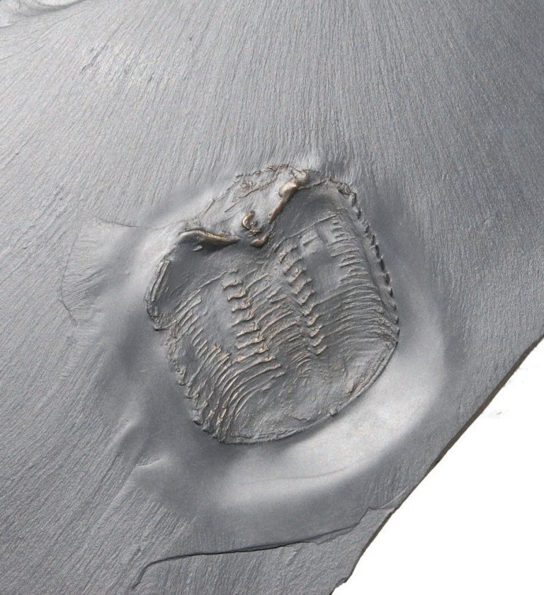 Bundenbach Chotecops