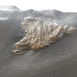 Bundenbach Zaphrentis