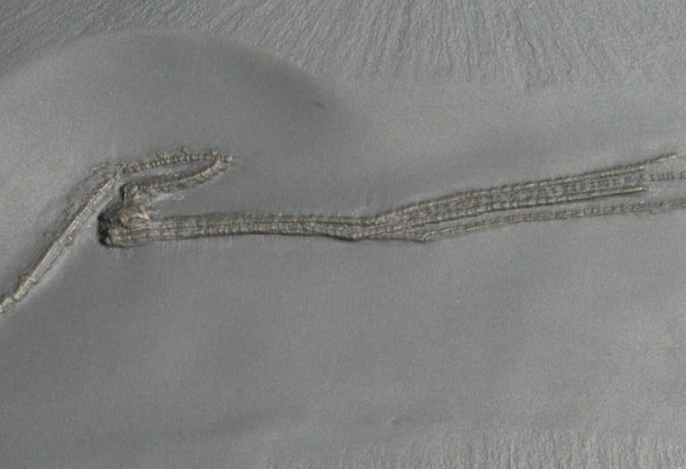 Bundenbach Triacrinus