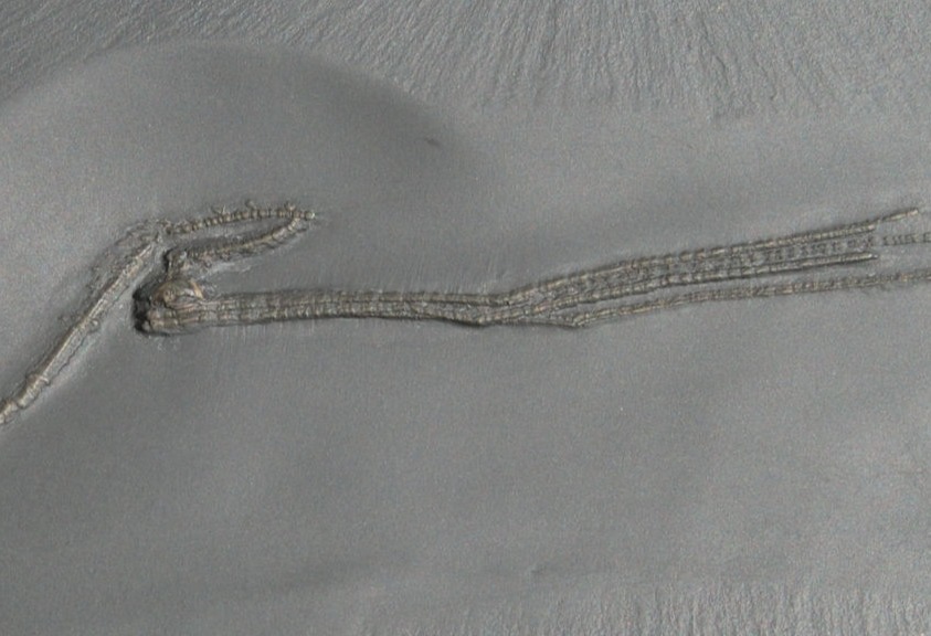 Bundenbach Triacrinus