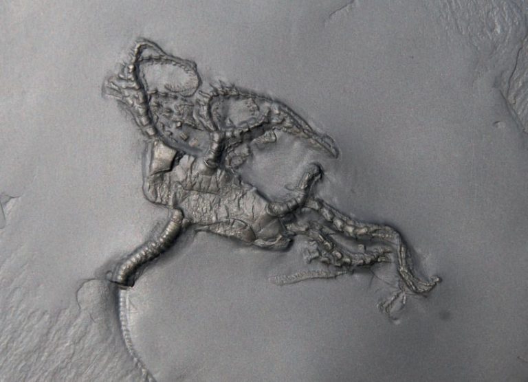 Bundenbach Codiacrinus