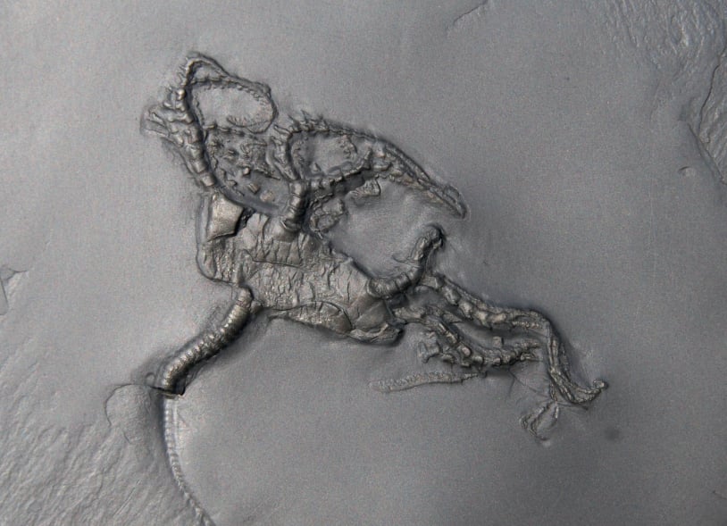 Bundenbach Codiacrinus