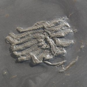 Bundenbach Medusaster